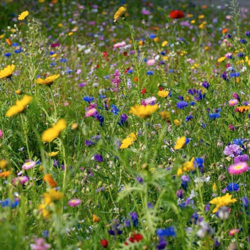 Frobombe i trykt aeske - Billede 3
